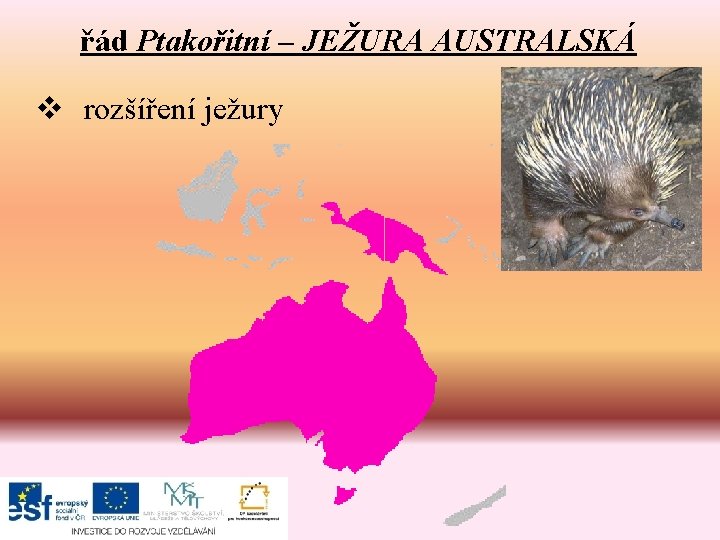 řád Ptakořitní – JEŽURA AUSTRALSKÁ v rozšíření ježury 
