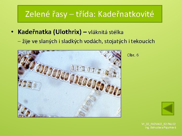 Zelené řasy – třída: Kadeřnatkovité • Kadeřnatka (Ulothrix) – vláknitá stélka – žije ve