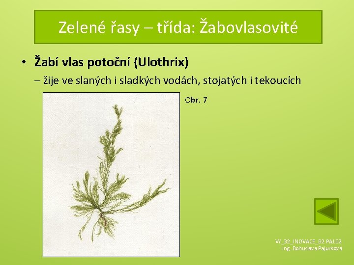 Zelené řasy – třída: Žabovlasovité • Žabí vlas potoční (Ulothrix) – žije ve slaných