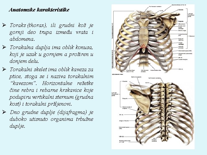 Anatomske karakteristike Ø Toraks (thorax), ili grudni koš je gornji deo trupa između vrata