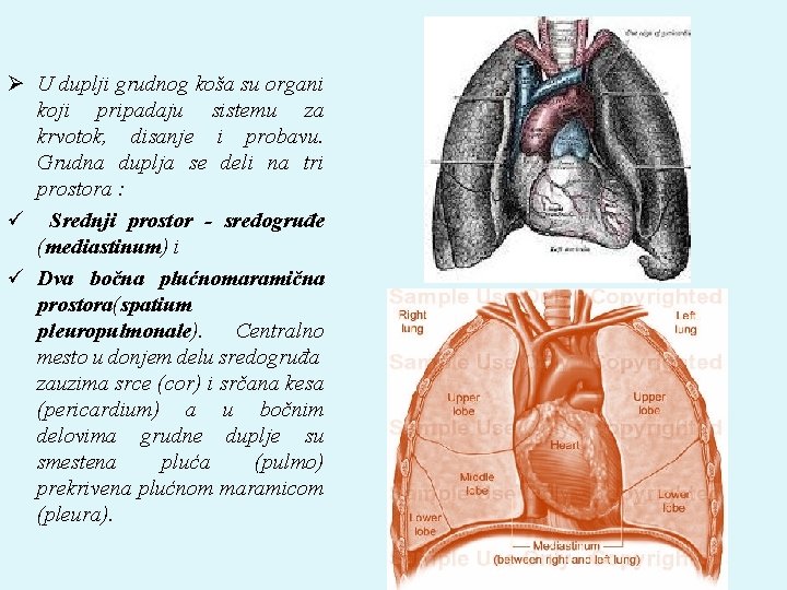 Ø U duplji grudnog koša su organi koji pripadaju sistemu za krvotok, disanje i