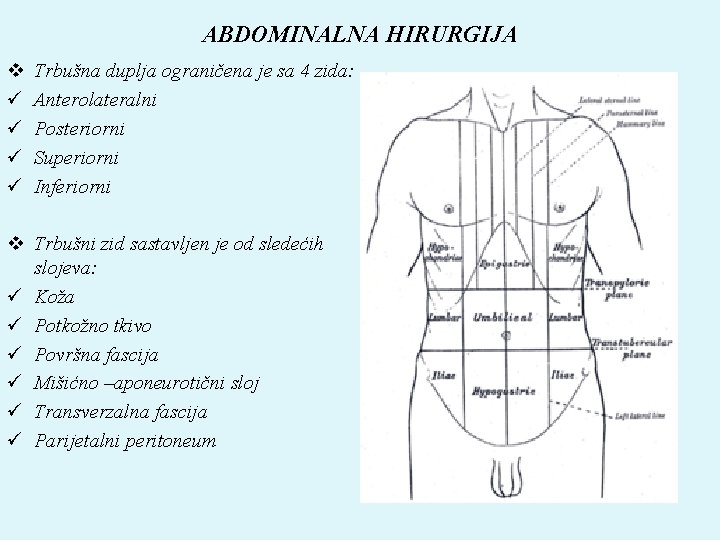 ABDOMINALNA HIRURGIJA v ü ü Trbušna duplja ograničena je sa 4 zida: Anterolateralni Posteriorni