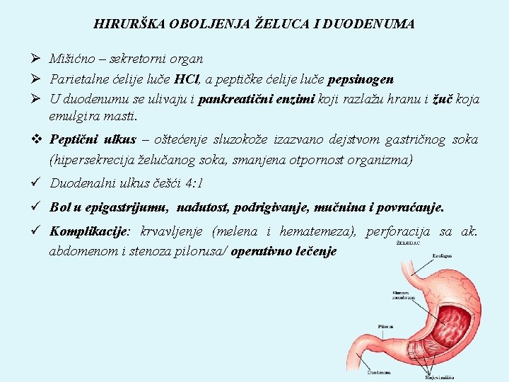 HIRURŠKA OBOLJENJA ŽELUCA I DUODENUMA Ø Mišićno – sekretorni organ Ø Parietalne ćelije luče