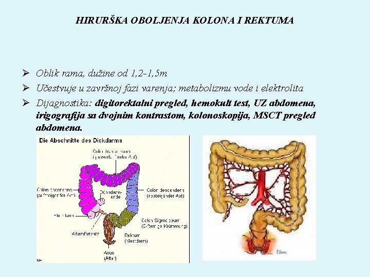 HIRURŠKA OBOLJENJA KOLONA I REKTUMA Ø Oblik rama, dužine od 1, 2 -1, 5