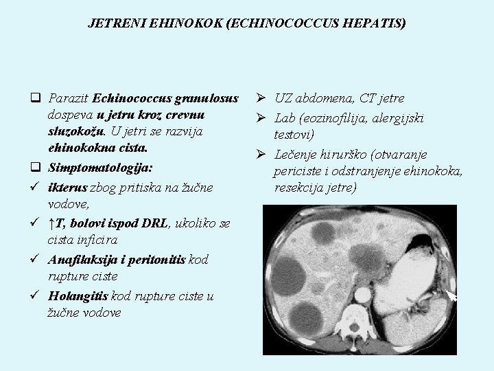 JETRENI EHINOKOK (ECHINOCOCCUS HEPATIS) q Parazit Echinococcus granulosus dospeva u jetru kroz crevnu sluzokožu.