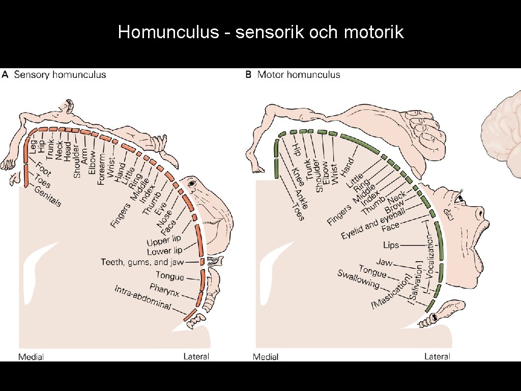 Homunculus - sensorik och motorik 