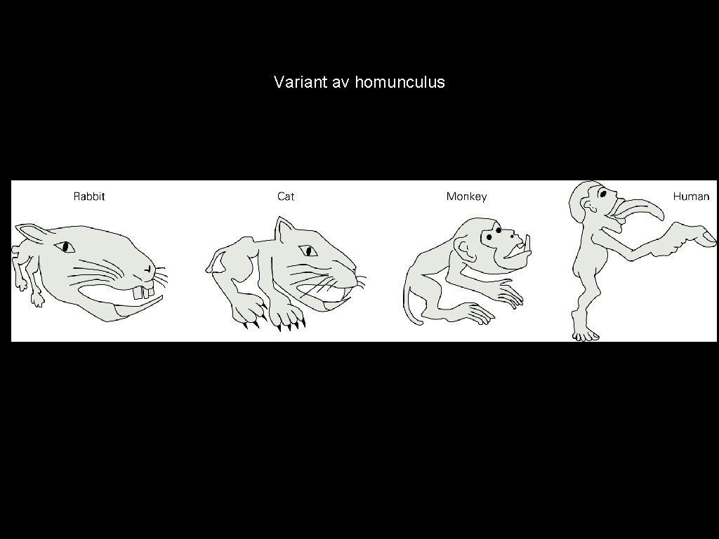 Variant av homunculus 