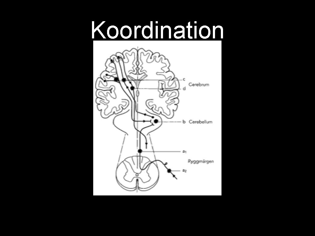 Koordination 