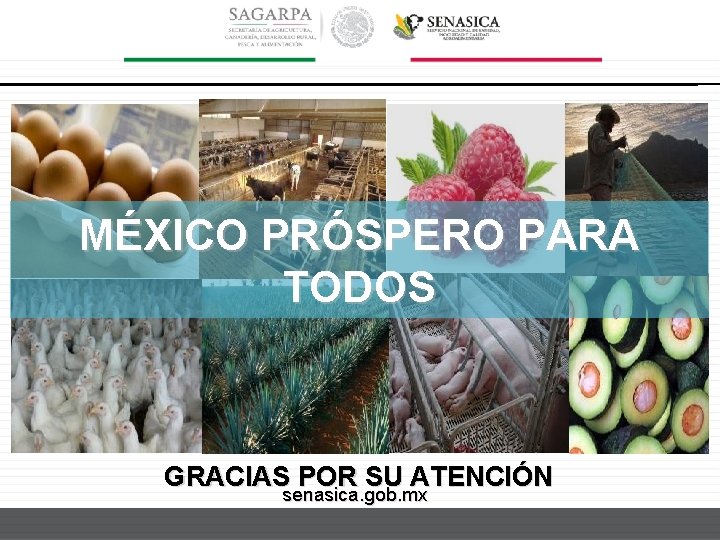 MÉXICO PRÓSPERO PARA TODOS GRACIAS POR SU ATENCIÓN senasica. gob. mx 