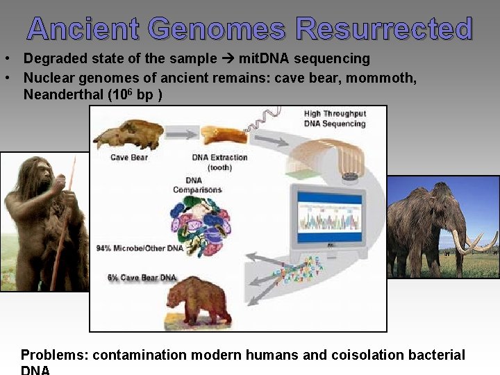 Ancient Genomes Resurrected • Degraded state of the sample mit. DNA sequencing • Nuclear