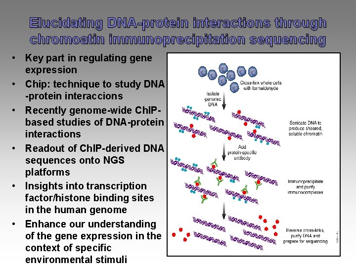 Elucidating DNA-protein interactions through chromoatin immunoprecipitation sequencing • Key part in regulating gene expression