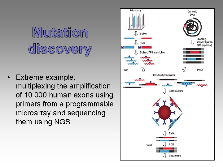 Mutation discovery • Extreme example: multiplexing the amplification of 10 000 human exons using