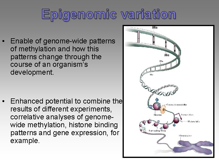 Epigenomic variation • Enable of genome-wide patterns of methylation and how this patterns change