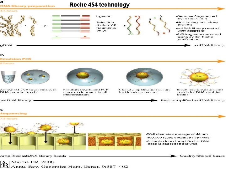 Roche 454 technology 