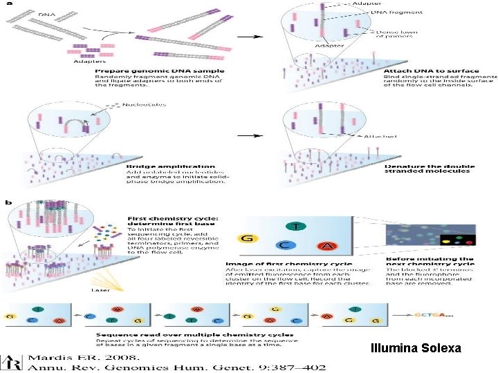 Illumina Solexa 