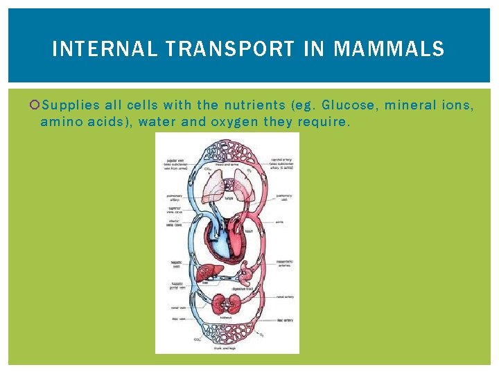 INTERNAL TRANSPORT IN MAMMALS Supplies all cells with the nutrients (eg. Glucose, mineral ions,