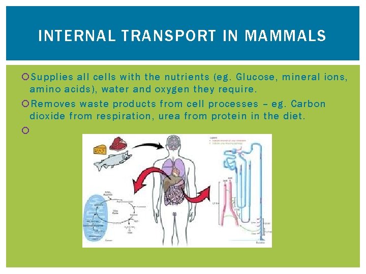 INTERNAL TRANSPORT IN MAMMALS Supplies all cells with the nutrients (eg. Glucose, mineral ions,