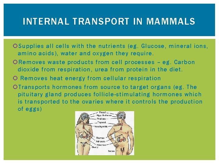 INTERNAL TRANSPORT IN MAMMALS Supplies all cells with the nutrients (eg. Glucose, mineral ions,