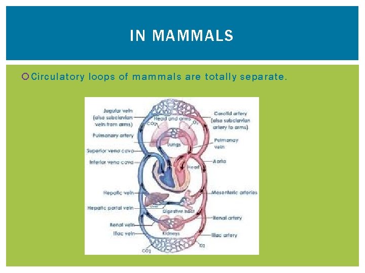 IN MAMMALS Circulatory loops of mammals are totally separate. 