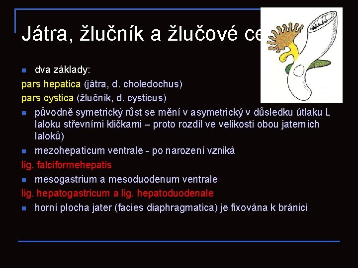 Játra, žlučník a žlučové cesty dva základy: pars hepatica (játra, d. choledochus) pars cystica