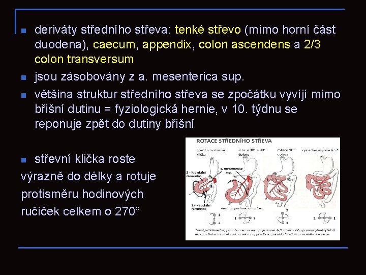 n n n deriváty středního střeva: tenké střevo (mimo horní část duodena), caecum, appendix,