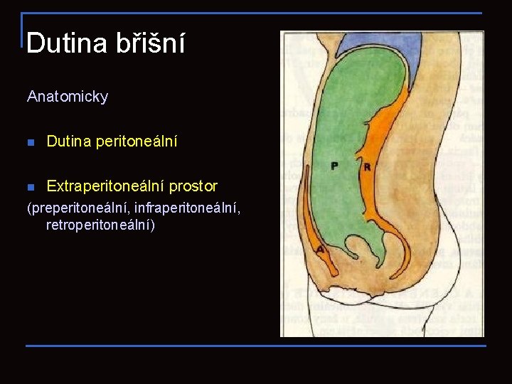 Dutina břišní Anatomicky n Dutina peritoneální n Extraperitoneální prostor (preperitoneální, infraperitoneální, retroperitoneální) 