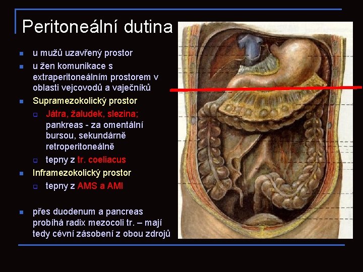 Peritoneální dutina n n n u mužů uzavřený prostor u žen komunikace s extraperitoneálním