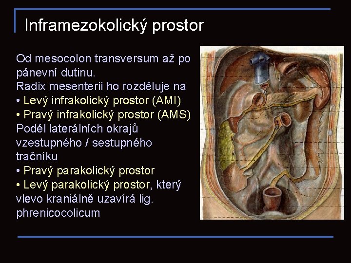 Inframezokolický prostor Od mesocolon transversum až po pánevní dutinu. Radix mesenterii ho rozděluje na