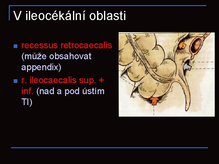 V ileocékální oblasti n n recessus retrocaecalis (může obsahovat appendix) r. ileocaecalis sup. +