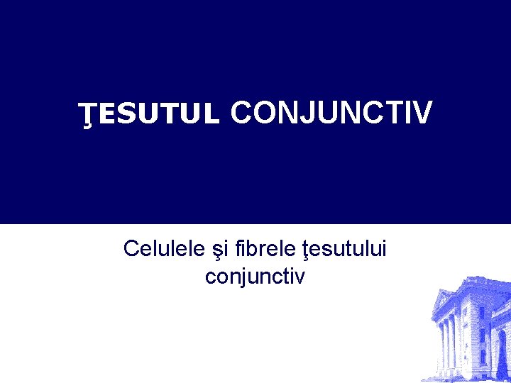 ŢESUTUL CONJUNCTIV Celulele şi fibrele ţesutului conjunctiv 
