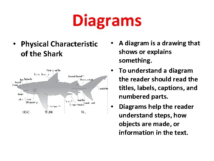 Diagrams • Physical Characteristic of the Shark • A diagram is a drawing that