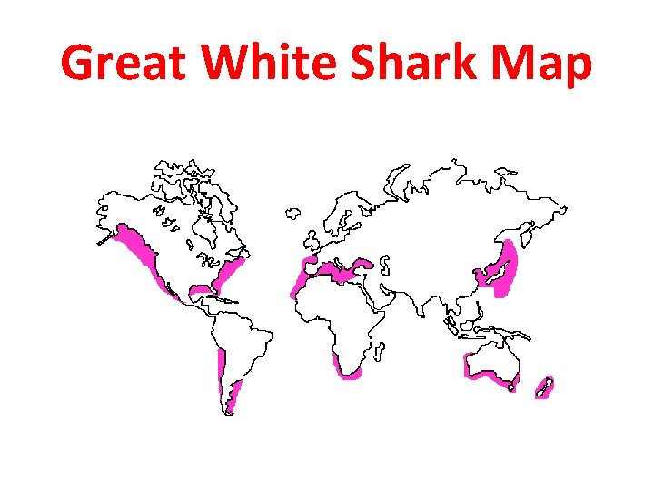 Great White Shark Map 