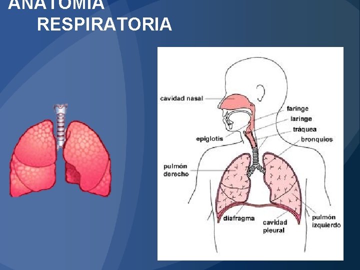 ANATOMÍA RESPIRATORIA 