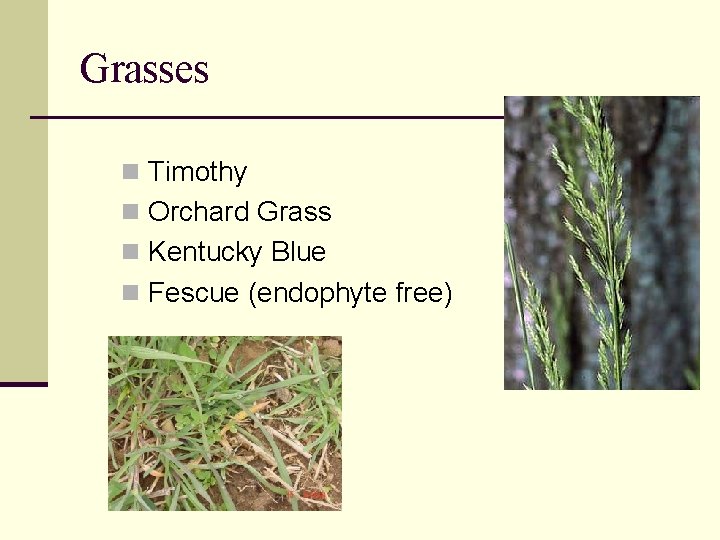 Grasses n Timothy n Orchard Grass n Kentucky Blue n Fescue (endophyte free) 