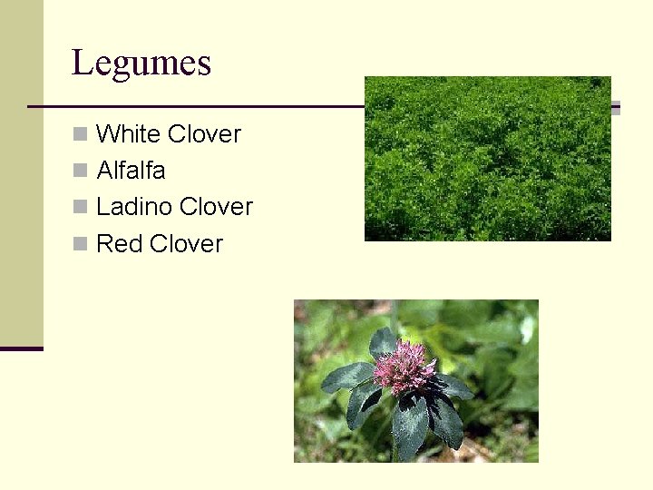 Legumes n White Clover n Alfalfa n Ladino Clover n Red Clover 