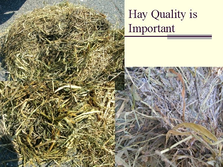 Hay Quality is Important 