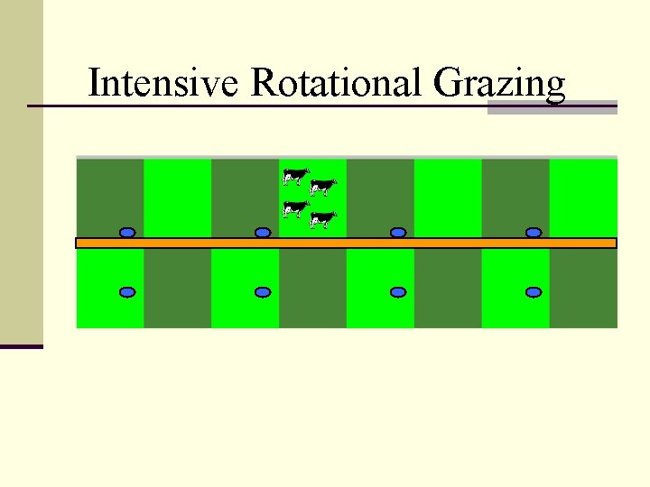 Intensive Rotational Grazing 