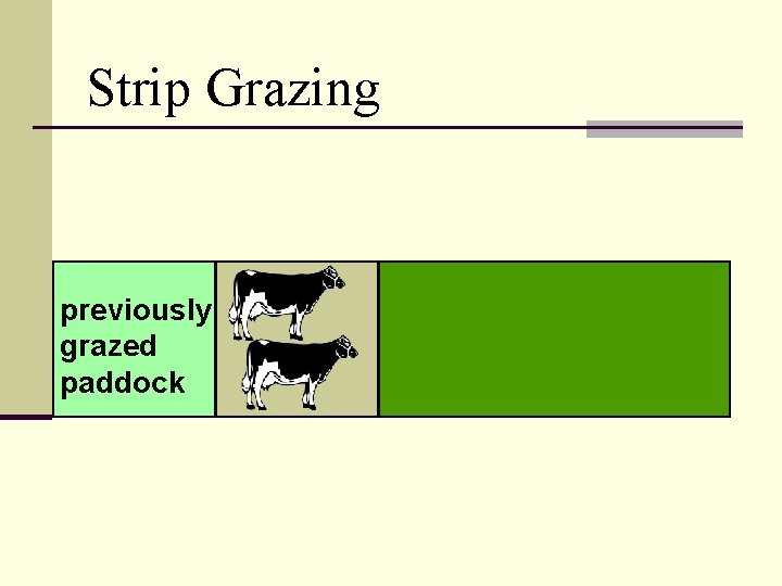 Strip Grazing previously grazed paddock 