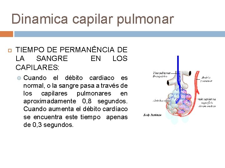 Dinamica capilar pulmonar TIEMPO DE PERMANÊNCIA DE LA SANGRE EN LOS CAPILARES: Cuando el Dinamica capilar pulmonar TIEMPO DE PERMANÊNCIA DE LA SANGRE EN LOS CAPILARES: Cuando el