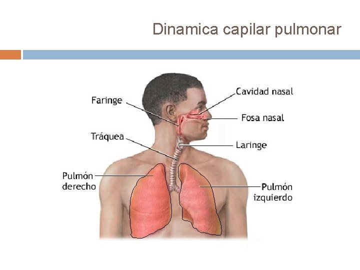 Dinamica capilar pulmonar Dinamica capilar pulmonar