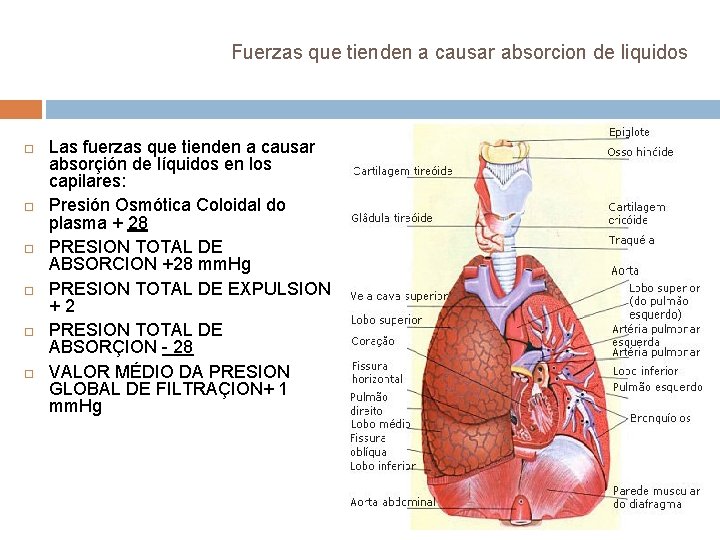 Fuerzas que tienden a causar absorcion de liquidos Las fuerzas que tienden a causar Fuerzas que tienden a causar absorcion de liquidos Las fuerzas que tienden a causar