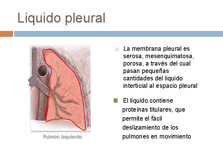 Liquido pleural La membrana pleural es serosa, mesenquimatosa, porosa, a través del cual pasan Liquido pleural La membrana pleural es serosa, mesenquimatosa, porosa, a través del cual pasan