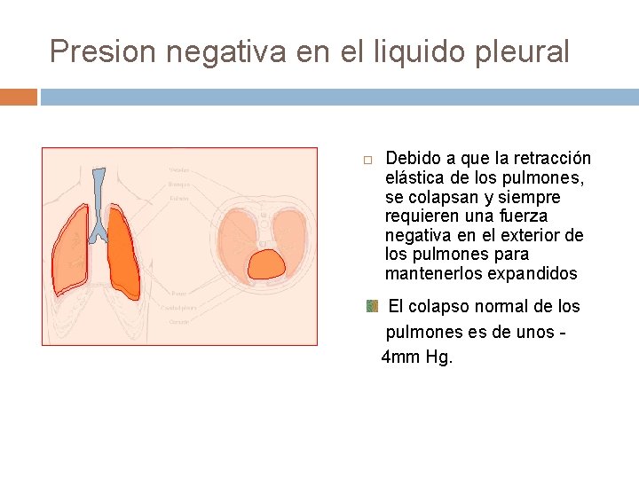 Presion negativa en el liquido pleural Debido a que la retracción elástica de los Presion negativa en el liquido pleural Debido a que la retracción elástica de los