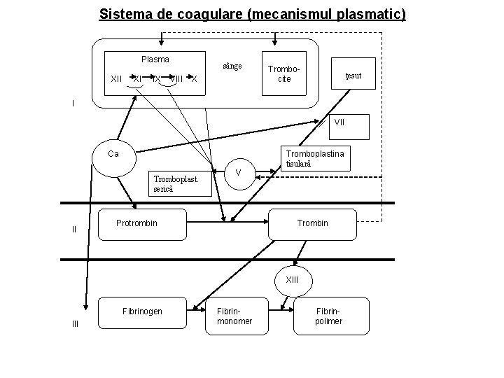 Sistema de coagulare (mecanismul plasmatic) Plasma XII XI IX sânge VIII X Trombocite ţesut