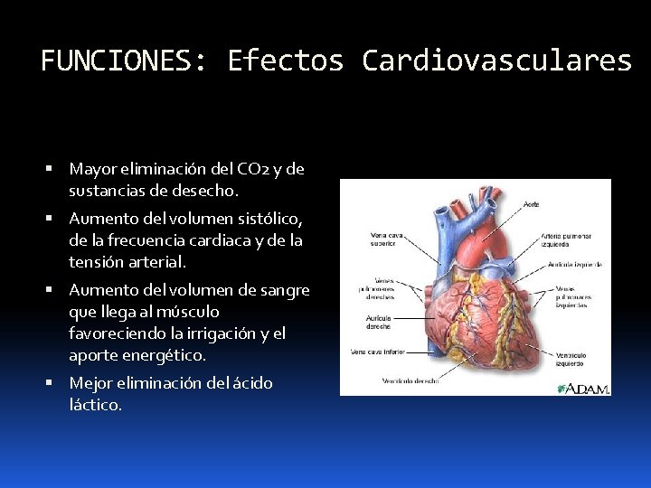 FUNCIONES: Efectos Cardiovasculares Mayor eliminación del CO 2 y de sustancias de desecho. Aumento