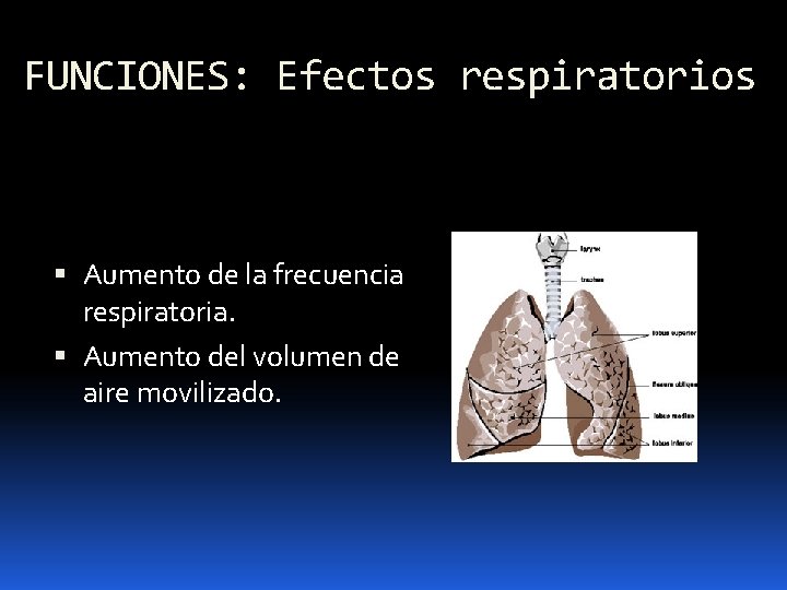 FUNCIONES: Efectos respiratorios Aumento de la frecuencia respiratoria. Aumento del volumen de aire movilizado.