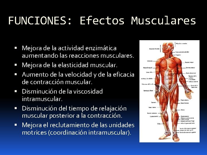 FUNCIONES: Efectos Musculares Mejora de la actividad enzimática aumentando las reacciones musculares. Mejora de
