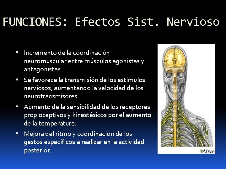 FUNCIONES: Efectos Sist. Nervioso Incremento de la coordinación neuromuscular entre músculos agonistas y antagonistas.