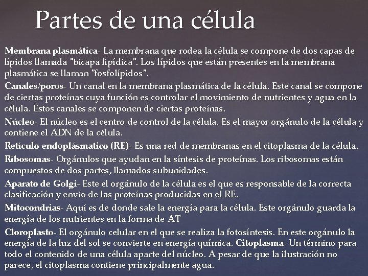 Partes de una célula Membrana plasmática- La membrana que rodea la célula se compone