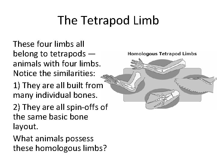 The Tetrapod Limb These four limbs all belong to tetrapods — animals with four